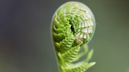 a close-up of a fern's leaf frond curled with the potential to grow